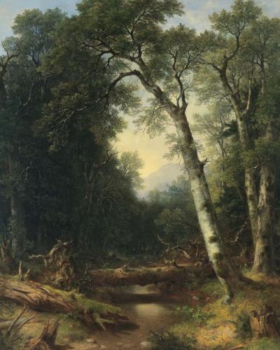 Un arroyo en el bosque