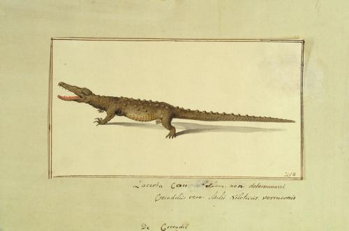 Lacerta crocodylus