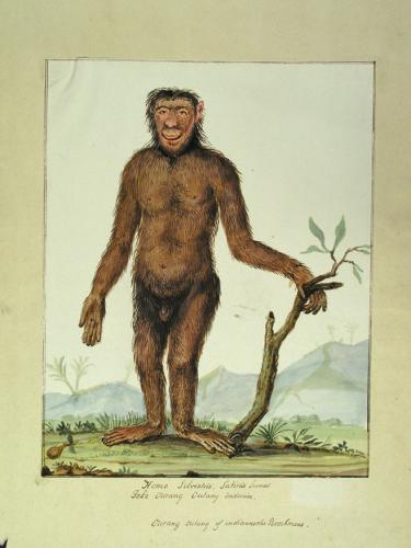 Homo silvestris