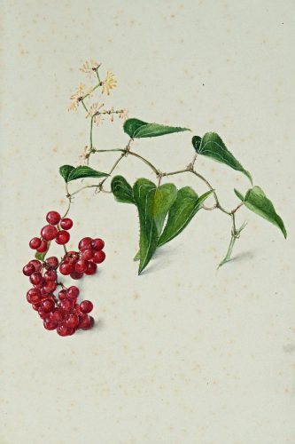 Charlotte Murray, Estudio de hojas y bayas